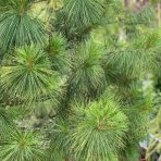 Borovica himalájska (Pinus wallichiana) – výška 15-25 cm, kont. C3L